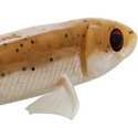 Силикон Westin Twinteez Pelagic V-Tail R 'N R P075-122-121