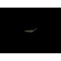 Силикон Westin BullTeez Shadtail R 'N R P180-560-163