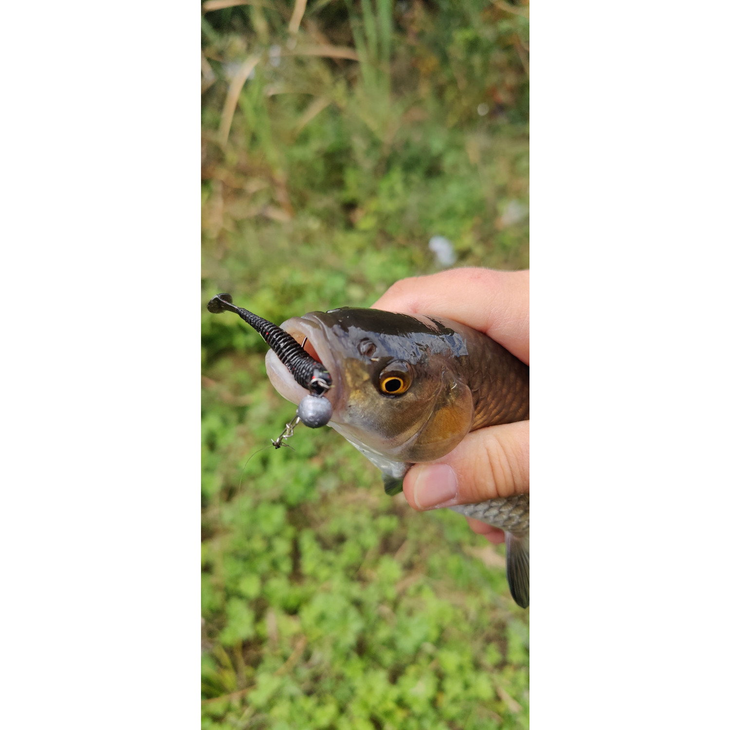 Силикон SeaBuzz Rocky Shad 957319