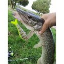Воблер Rapala Super Shadow Rap Glide SSDRG11 - PEL
