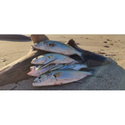 Воблер Sea Buzz Panic Tail 95F Shrimp 958894
