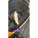 Въдица Filstar 365 Trout Spin Evo 54UL EVO