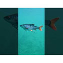 Силикон Westin Ricky The Roach Inline P086-869-232