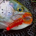 Силикон Westin CreCraw Slim Creaturebait P238-1090-239