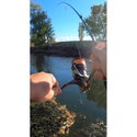 Силикон BB - Fish tail Shad U30 950505