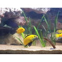 Силикон BB - RushCraw U30 945968