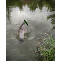Воблер Westin Swim Glidebait P036-550-038