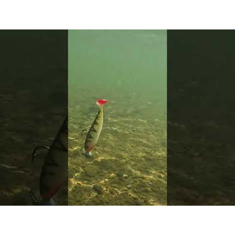 Силикон SeaBuzz Turbo Shad 962972