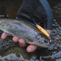 Воблер Shimano ZN-245X Cardif Refrai ZN-245X - 11785