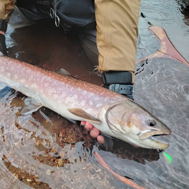 Воблер Shimano ZN-245X Cardif Refrai ZN-245X - 11785