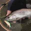 Воблер Shimano ZN-245X Cardif Refrai ZN-245X - 11785