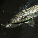 Воблер Shimano XL-112X Exsence Monika XL-112X - 15052