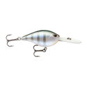 Bluegill