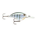 Bluegill