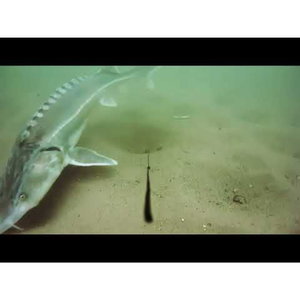 Монтаж за Westin Escape Camera - Bottom Fishing Kit U102-140-142