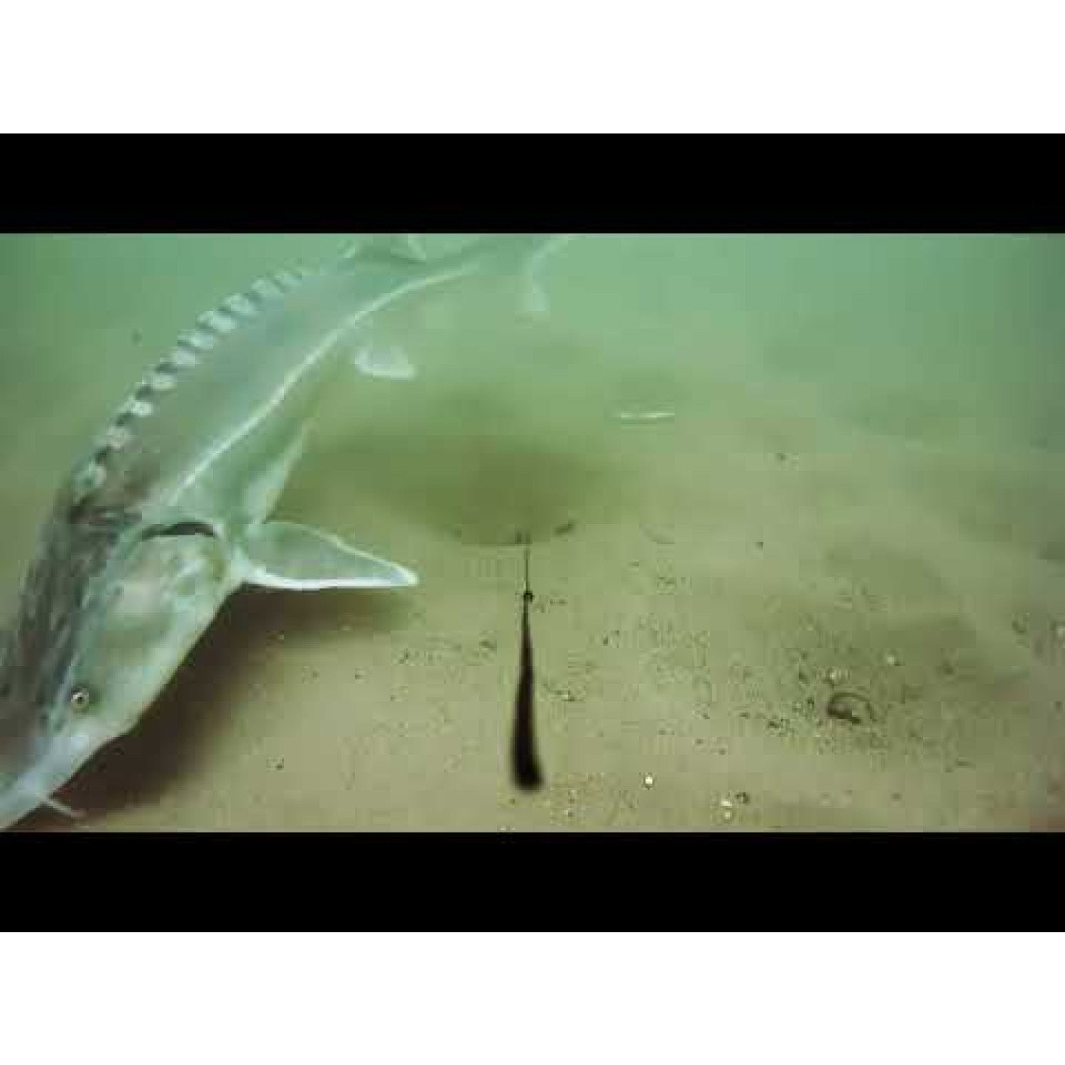 Монтаж за Westin Escape Camera - Bottom Fishing Kit U102-140-142