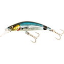 Saddled Bream