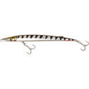 Barracuda